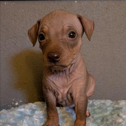 Flux - Chocolate male American Hairless Terrier puppy in Phoenix, Arizona from Bare Valley