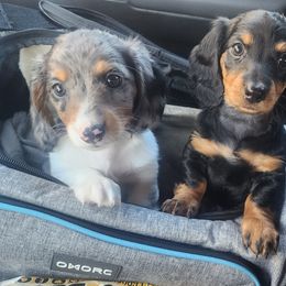 Dachshund Puppies from Mary's Mini Dachshunds