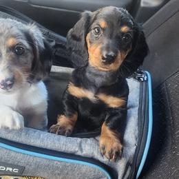 Dachshund Puppies from Mary's Mini Dachshunds