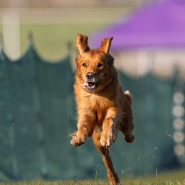 Mia - Golden Retriever