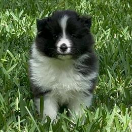 Polaris - Black and white female Shetland Sheepdog puppy in Miami, Florida from Cielito Lindo Shelties