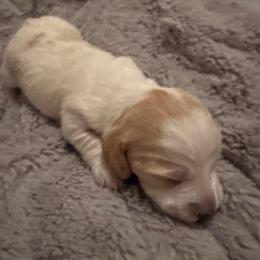 Roxie - Piebald female Dachshund puppy in Summit, South Carolina from Doxies4Paws