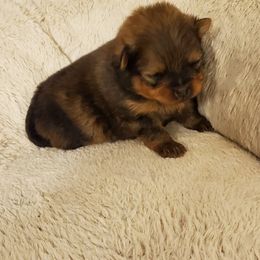 Waffles (AKC) - Orange sable male Pomeranian puppy in West Newton, Pennsylvania from Donna's Pomeranians