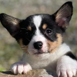 American Corgis and Pembroke Welsh Corgis from Olive Branch Corgis