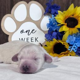 Marty - Cream male Dachshund puppy in Dothan, Alabama from Little House Pups