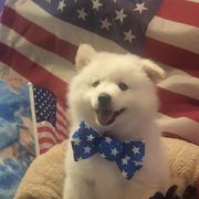 Cotton ball - White male American Eskimo Dog puppy in Dunnellon, Florida from Kathy's American Eskimo Dogs