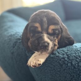 Rachel - Black white and tan female Basset Hound puppy in Richmond, Kentucky from Walters Hollow Hounds