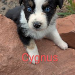 Cygnus - Black tri-color female Australian Shepherd puppy in Parker, Colorado from Legacy Ranch Australian Shepherds