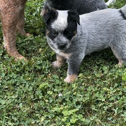 Blue male 2 - Blue mottled male Australian Cattle Dog puppy in Apollo, Pennsylvania from Circle V Ranch Cattle Dogs