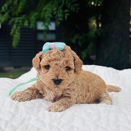 Lemon - Apricot female Goldendoodle puppy in Piedmont, Oklahoma from Perdue Puppies