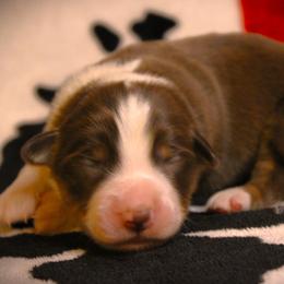 Farmer - Red tri male Miniature Australian Shepherd puppy in Menomonee Falls, Wisconsin from Hunt N Oaks