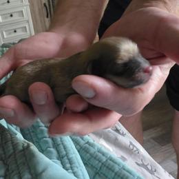 Precious - Wolf sable female Pomeranian puppy in Benbrook, Texas from J & B Pomeranians/Pomsky's L.L.C
