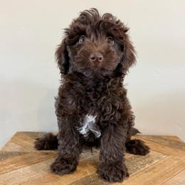 Espresso - Chocolate male Goldendoodle puppy in Horseshoe Bend, Idaho from Over the Moon Poodles and Doodles