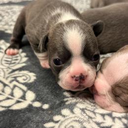 Girl 3 - Blue female Boston Terrier puppy in Red Rock, Arizona from Cortes Boston Terriers