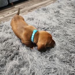 Dachshund Puppies from Knobster's AKC Miniature Dachshund Puppies