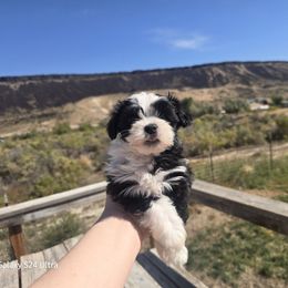 Boy 2 - Black and white male Havanese puppy in Melba, Idaho from Lawson Havanese