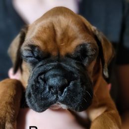 Boxer Puppies from Barney Boxers