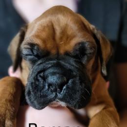 Boxer Puppies from Barney Boxers