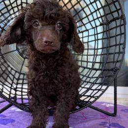 Diamond - Brown female Poodle puppy in Lathrop, California from Stellar Poodles