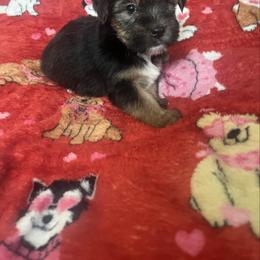 Homer 2000 - Black and tan male Yorkshire Terrier puppy in Gastonia, North Carolina from Precious pups dynasty kennel