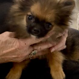Boy 1 - male Companion Cross puppy in Milan, Indiana from Heartland Pomeranians and Chihuahuas