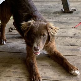 Cinch - Miniature Australian Shepherd