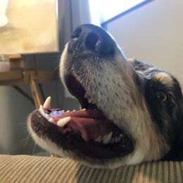 Australian Shepherd All Grown Up from K & R Australian Shepherds