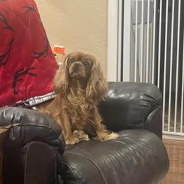 Poppy - Cavalier King Charles Spaniel