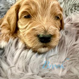 Brook - Red  female Goldendoodle puppy in Boise, Idaho from Goldendoodle Baby