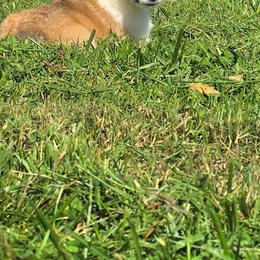 Female 2 - Sable and white female American Corgi puppy in Campbellsburg, Indiana from Kates Corgis