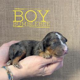 Bumblebee - Blue merle male Bernedoodle puppy in Cambridge, Minnesota from Country Meadow Doodles