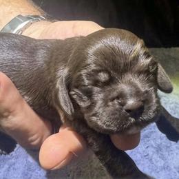 Cappuccina - Brown female Cocker Spaniel puppy in Memphis, Tennessee from Cordova Cockers