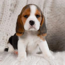 Lark - Black tan and white female Beagle puppy in Caldwell, Ohio from Folklore Kennel
