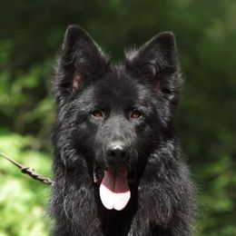 Scar - German Shepherd