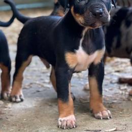 Male 1 - Black male Catahoula Leopard Dog puppy in Crestview, Florida from C4 Kennels of FL & AL