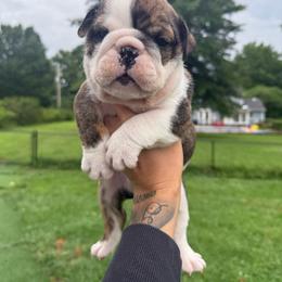 Simon - Red brindle and white male Bulldog puppy in Topeka, Kansas from Midwest Monster Made Bulldogs