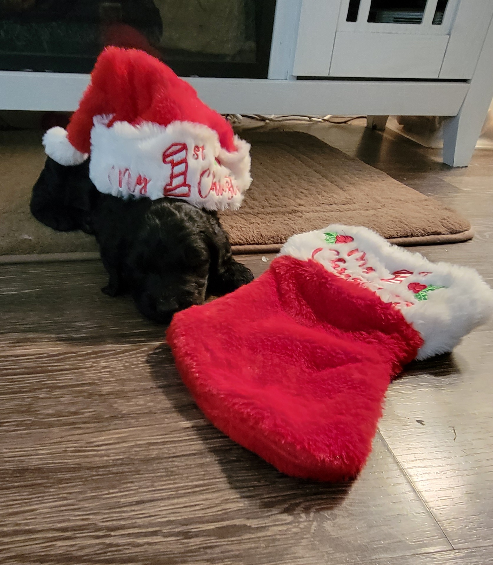 Double Doodle Puppies from Christina's Double Doodles