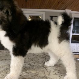 Bernedoodle Puppies from White Oak