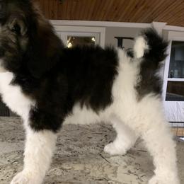 Bernedoodle Puppies from White Oak