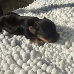Suki - Black and tan female Yorkshire Terrier puppy in Walla Walla, Washington from Linda Sherman