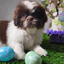 Bella (Brittany) - Chocolate female Shih Tzu puppy in Brighton, Missouri from Morningstar's Shih Tzu