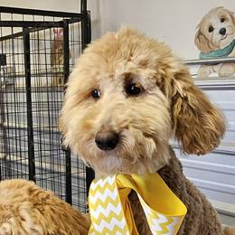Girl 4 light green (mermaid) - Goldendoodle puppy in Schertz, Texas from Kat's Teddydoodles