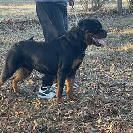 Oscar - Black and mahogany male Rottweiler puppy in Burlington, Kentucky from vom Blaurasen Rottweilers