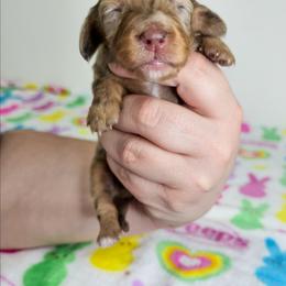 Chocolate and tan dapple female (3208.56) - Dapple female Dachshund puppy in Belle Rive, Illinois from Akin's Miniature Dachshunds, LLC