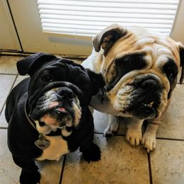 Bulldogs from Farleys Fabulous Fur Bullies