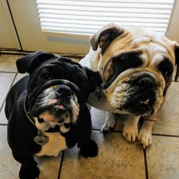 Bulldogs from Farleys Fabulous Fur Bullies