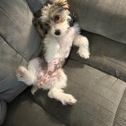 Yorkipoo Puppies from Bayless Yorkiepoos