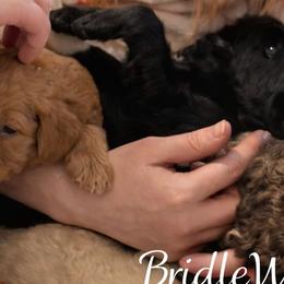 Goldendoodles from BridleWoof