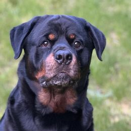 Rottweilers from PNW Rotties & Frenchies