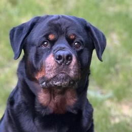 Rottweilers from PNW Rotties & Frenchies